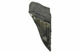 Partial Fossil Megalodon Tooth - Serrated Edge #376042-1